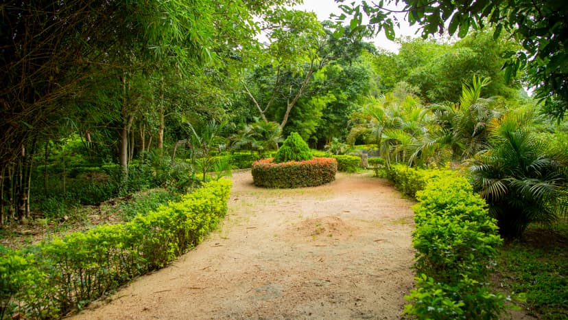 Hiking trail through lush forest