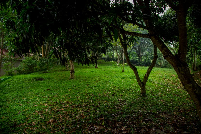 Aerial view of lush green forest