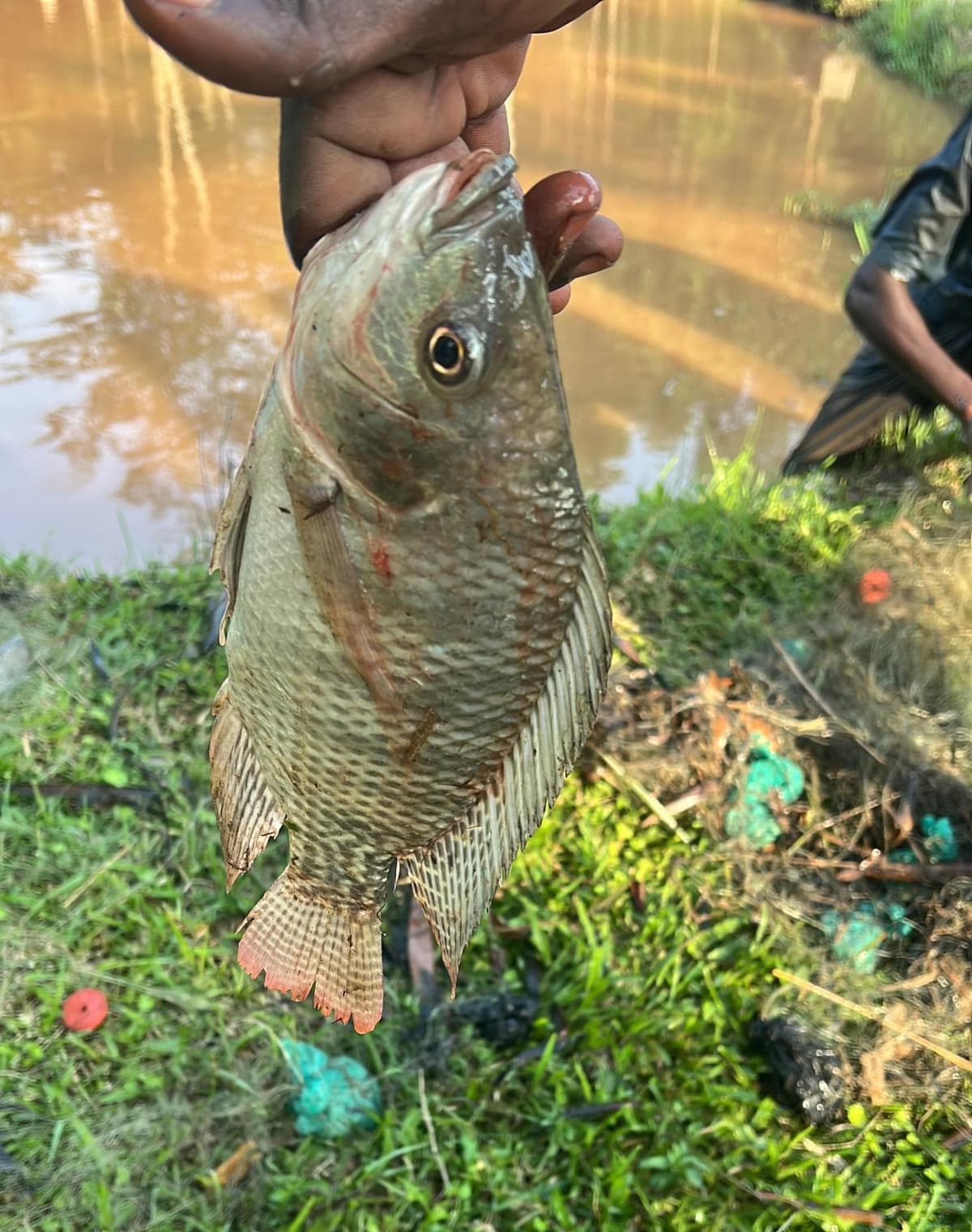 Fish Spotting